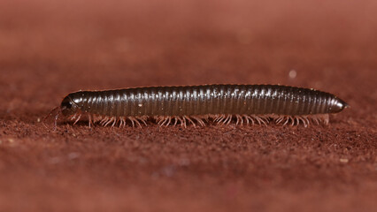 Milpiés TACHYPODOIULUS NIGER