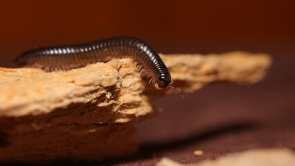 Milpiés TACHYPODOIULUS NIGER