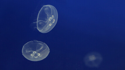 Medusas