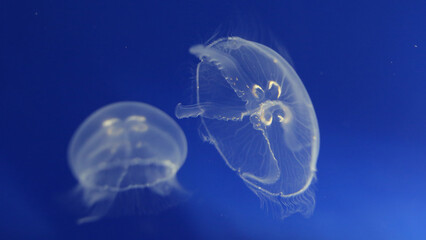 Medusas