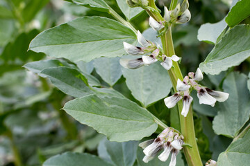 green bean plant in bloom