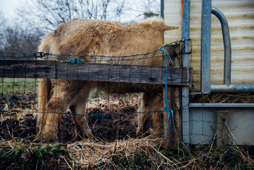 Un poney mangeant du foin. La moitié d'un poney mangeant du foin. Un poney dans un pré mange. Une photo amusante d'un poney.