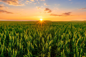 Scenic view at beautiful summer sunset in a wheaten shiny field with golden wheat and sun rays, deep blue cloudy sky and road, rows leading far away, valley landscape