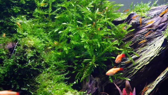 common water moss produce oxygen in iwagumi Amano style freshwater aquascape with air bubbles, blurred dwarf fish golden cloud mountain minnow, orange sakura shrimp clean driftwood from algae