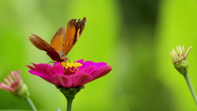 A butterfly in a combination of yellow and brown looking for honey on a zinnia flower