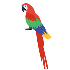 parrot flat design, isolated, vector