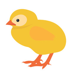 chicken flat design, isolated, vector