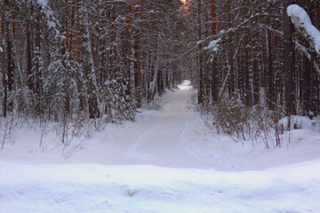 winter forest in the snow
