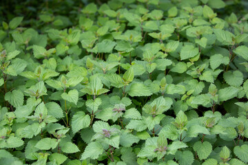 Fototapeta premium group of nettle plants in the garden