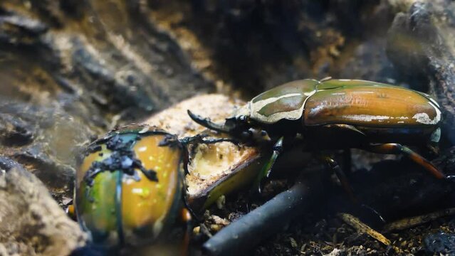 Polyphemus beetle (Mecynorhina polyphemus), a type of flower chafer beetle eating fruit