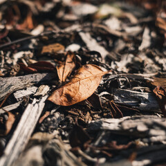 autumn leaves on the ground