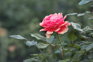 A beautiful rose grows in the garden in summer. Rose care and gardening. Cover for website and cosmetics.