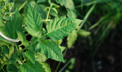 Early tomato seedlings in a greenhouse