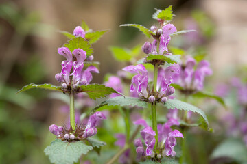 Gefleckte Taubnessel in voller Bl&uuml;te