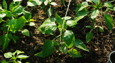 Sweet pepper seedlings in a greenhouse