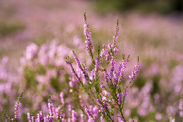 Fototapeta premium Heidekraut - Heideblüte