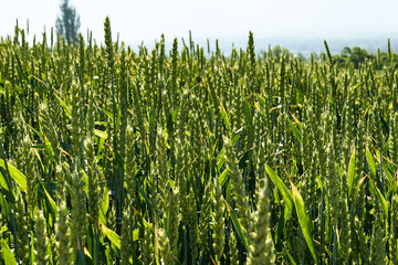 さわやかに晴れ渡った美瑛の丘の風景  北海道美瑛町の観光イメージ