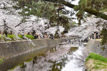 夙川河川敷緑地の桜と阪急