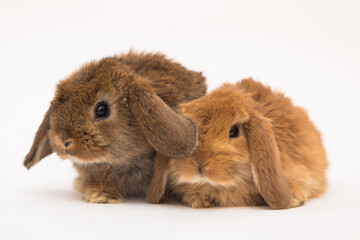 Cute bunny funny rabbit portrait