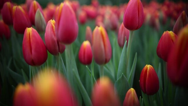 Beautiful blooming red tulips in spring