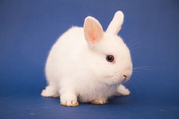 Cute bunny funny rabbit portrait