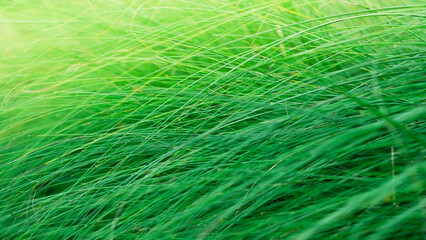 Abstract background of grass with leaves with green lines.