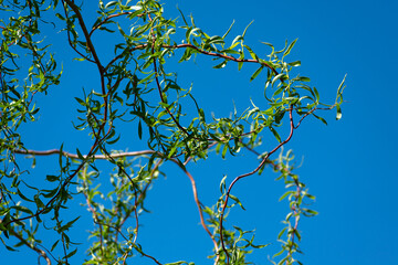 Branches of the weeping willow with small leaves
