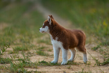 blue-eyed husky puppy walking in the park