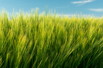 Yellow-green barley grain ears and blue sky