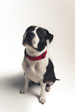 cute lovely black and white bulldog sitting on the floor and looking up studio shot full shot pet concept isolated. High quality photo