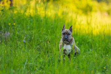 portrait of a pit bull dog that stands in the grass