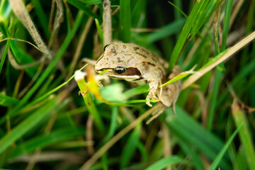 A brown frog in the green grass