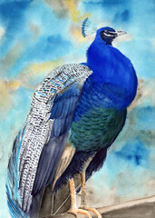Watercolor illustration of a beautiful peacock with green-blue feathers and a crest on its head, on a blue background