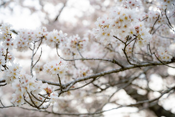 Cherry blossom