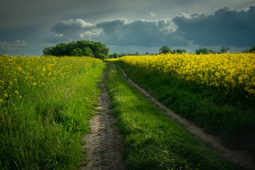 Empty straight dirt road next to a rape field and cloudy sky