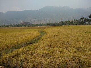 Rice farming, paddy fields in Kanyakumari district, Tamilnadu
