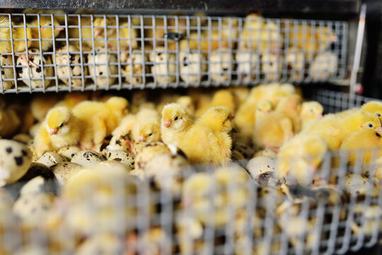 newborn hatched quail Chicks close up in an incubator