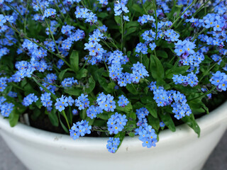 Tiny blue forget-me-not flowers in the pot