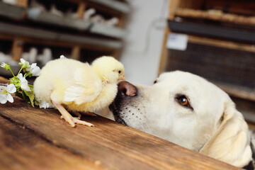 dog labrador retriever looks with interest and sniffs a chicken chick on a wooden table against the background of a flowering branch. - obrazy, fototapety, plakaty