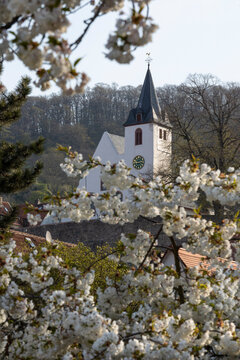 Blick auf die evangelische Bergkirche in Zwingenberg an der Bergstraße durch Kirschblüten