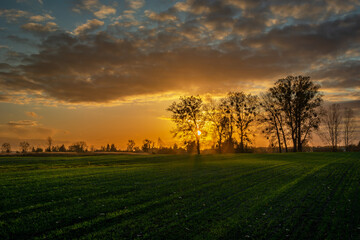 Naklejka na ściany i meble Sunset behind tall trees and green farmland, Zarzecze, Poland