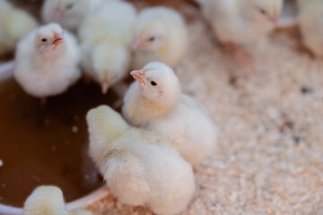 Little chicks are gathering for sleeping close up. Curious small chickens are looking into the camera