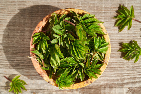 Fresh young ground elder leaves in a bowl, top view