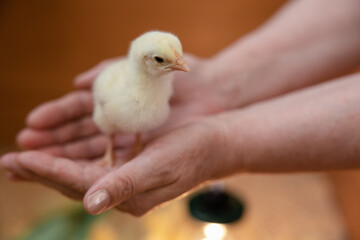 Little chicks are gathering for sleeping close up. Curious small chickens are looking into the camera
