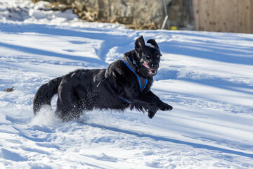 flatcoated retriever running in snow