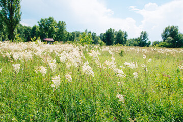Meadowsweet, or Labaznik (lat. Filipéndula) is a genus of perennial grasses of the Rosaceae...