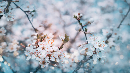 Closeup of spring pastel blooming flower in orchard. Macro cherry blossom tree branch. Beautiful idyllic japanese garden. Easter wallpaper background design.