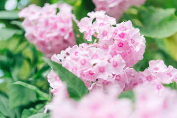 Delicate phlox flowers. Flowering garden phlox, perennial or summer phlox in the garden on a sunny day.
