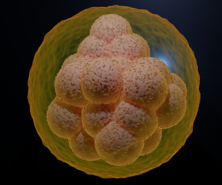 A morula is an early-stage embryo consisting of 16 cells. it called blastomeres. in a solid ball contained within the zona pellucida 3d rendering