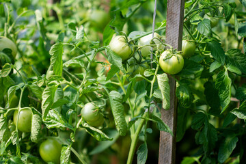 Green tomatoes growing on a branch in a greenhouse.